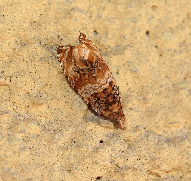 microlepidoptera